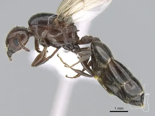 Crematogaster schmidti - CASENT0906107