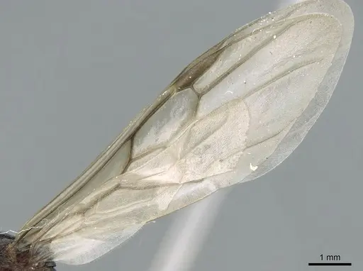 Crematogaster schmidti - CASENT0906107