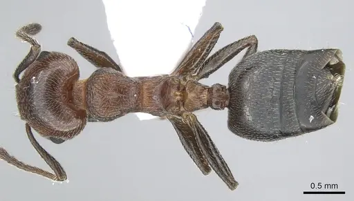 Crematogaster schmidti - CASENT0906108