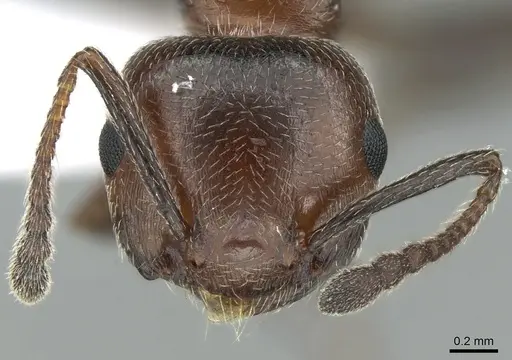 Crematogaster schmidti - CASENT0906108