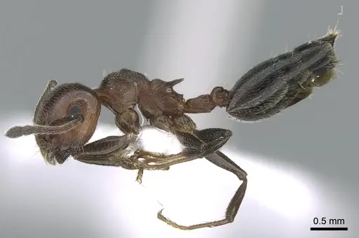 Crematogaster schmidti - CASENT0906108