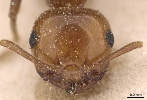 Crematogaster schmidti - CASENT0907631