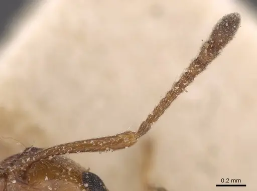 Crematogaster schmidti - CASENT0907631