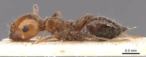 Crematogaster schmidti - CASENT0907631