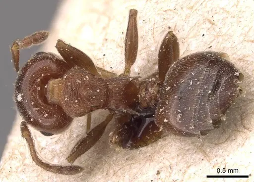 Crematogaster schmidti - CASENT0908487