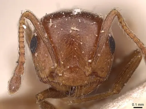 Crematogaster schmidti - CASENT0908487