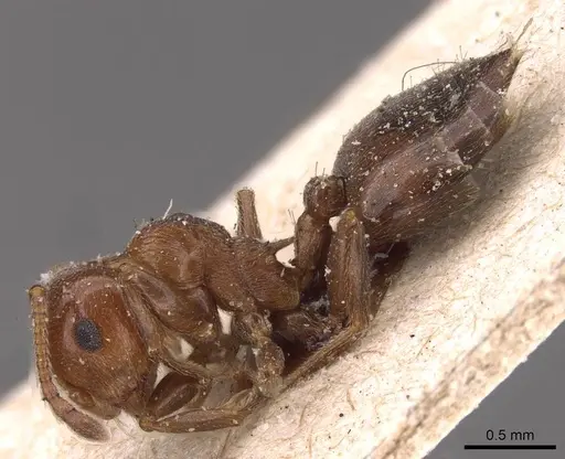 Crematogaster schmidti - CASENT0908487
