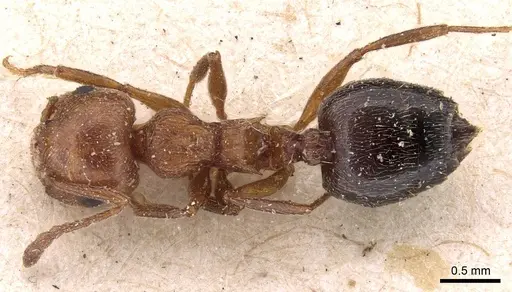 Crematogaster schmidti - CASENT0908488