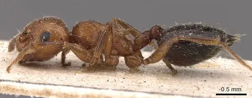 Crematogaster schmidti - CASENT0908488