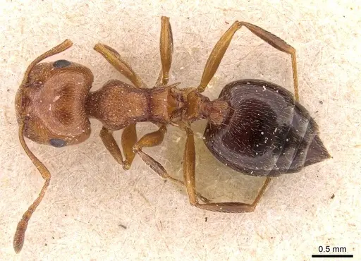 Crematogaster schmidti - CASENT0908490