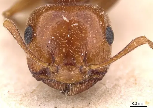 Crematogaster schmidti - CASENT0908490