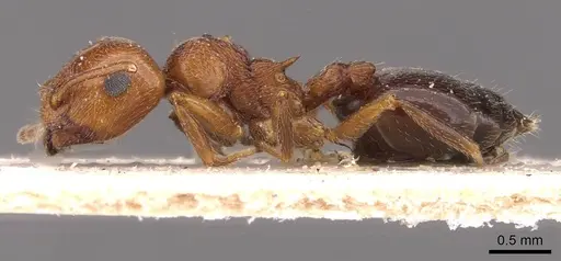 Crematogaster schmidti - CASENT0908490