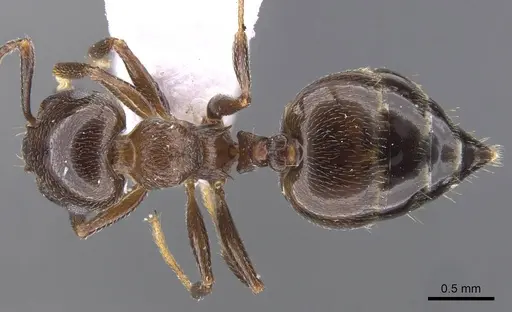 Crematogaster schmidti - CASENT0910241