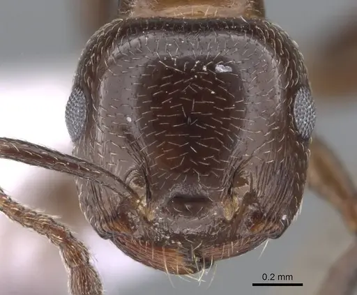 Crematogaster schmidti - CASENT0910241