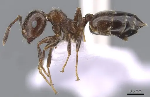 Crematogaster schmidti - CASENT0910241