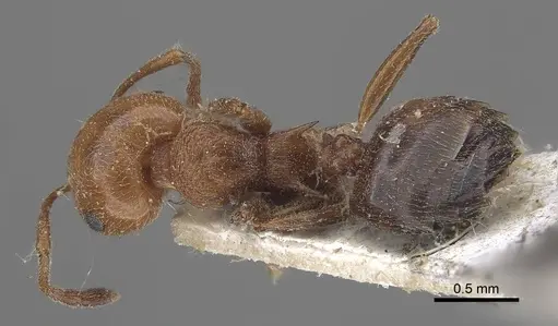 Crematogaster schmidti - CASENT0919655
