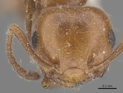 Crematogaster schmidti - CASENT0919655