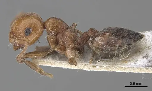 Crematogaster schmidti - CASENT0919655