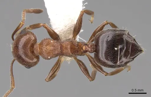 Crematogaster schmidti - CASENT0922681