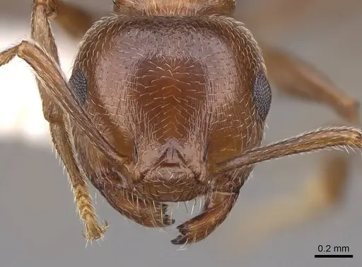 Crematogaster schmidti - CASENT0922681