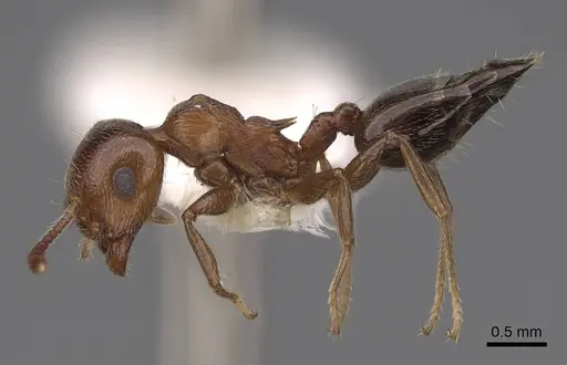 Crematogaster schmidti - CASENT0922681