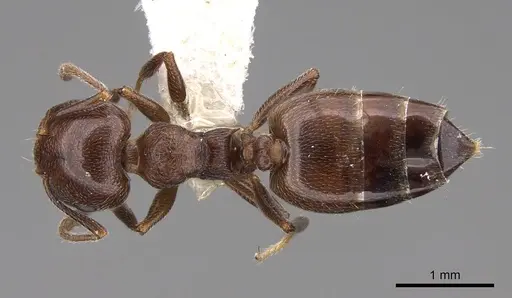 Crematogaster schmidti - CASENT0922682