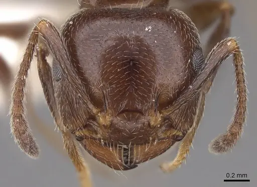 Crematogaster schmidti - CASENT0922682