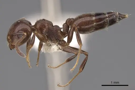 Crematogaster schmidti - CASENT0922682