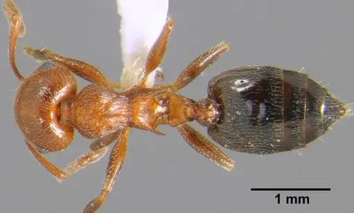 Crematogaster schmidti - CFH000041