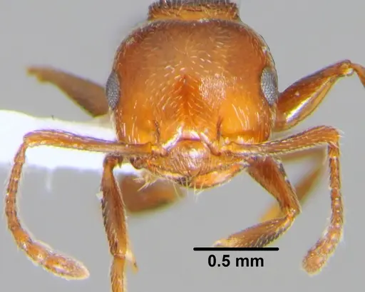 Crematogaster schmidti - CFH000041