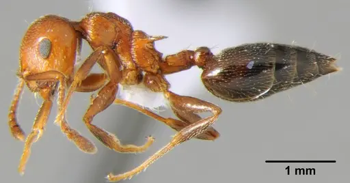 Crematogaster schmidti - CFH000041