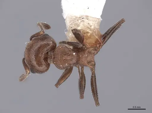 Crematogaster schmidti - FMNHINS0000047755