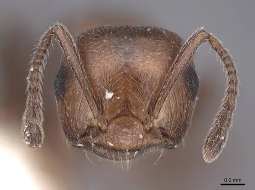 Crematogaster schmidti - FMNHINS0000047755