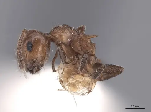 Crematogaster schmidti - FMNHINS0000047755