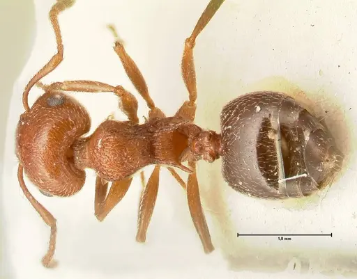 Crematogaster schmidti - FOCOL1446