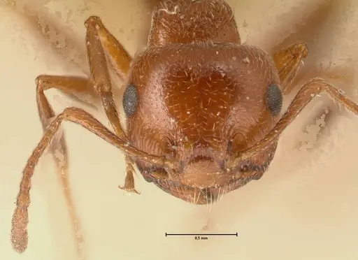 Crematogaster schmidti - FOCOL1446