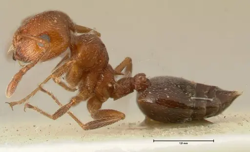 Crematogaster schmidti - FOCOL1446