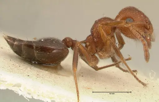 Crematogaster schmidti - FOCOL1446