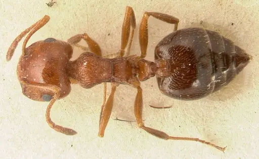 Crematogaster schmidti - FOCOL1447