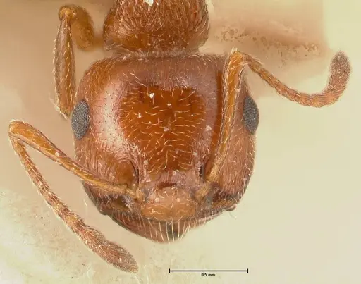 Crematogaster schmidti - FOCOL1447