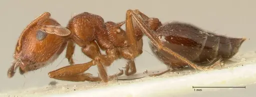 Crematogaster schmidti - FOCOL1447