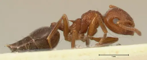 Crematogaster schmidti - FOCOL1447