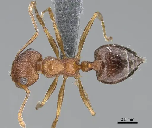 Crematogaster schultzei specimen