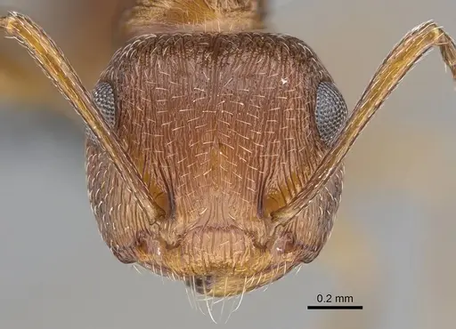 Crematogaster schultzei specimen