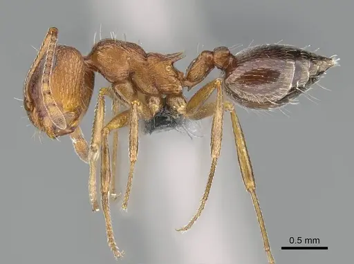 Crematogaster schultzei specimen