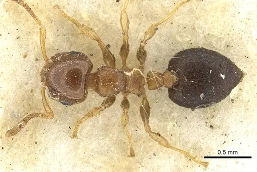 Crematogaster scita specimen
