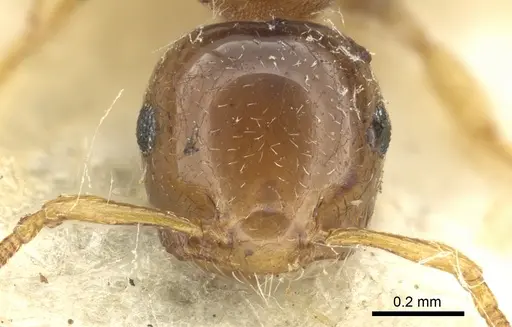 Crematogaster scita specimen