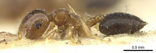 Crematogaster scita specimen