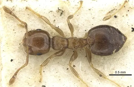 Crematogaster scita - CASENT0902132