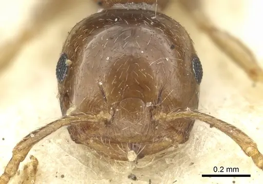 Crematogaster scita - CASENT0902132